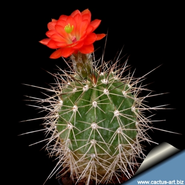 14194 cactus-art Cactus Art