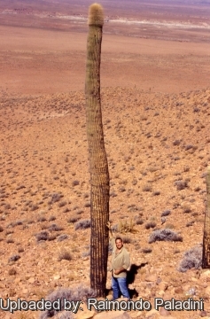 30022 RapCactus Raimondo Paladini