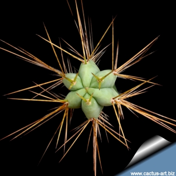 9832 cactus-art Cactus Art