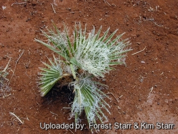 20872 star Forest Starr & Kim Starr
