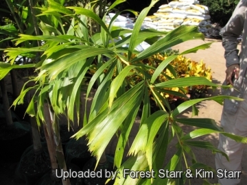 20883 star Forest Starr & Kim Starr