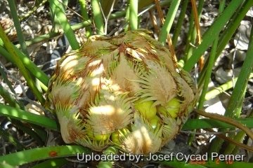 24753 josef Josef Cycad Perner 