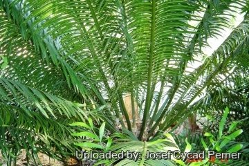 25480 josef Josef Cycad Perner 