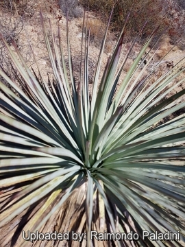 30148 RapCactus Raimondo Paladini