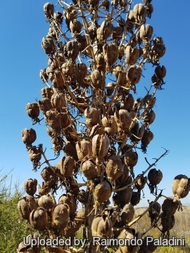 30144 RapCactus Raimondo Paladini