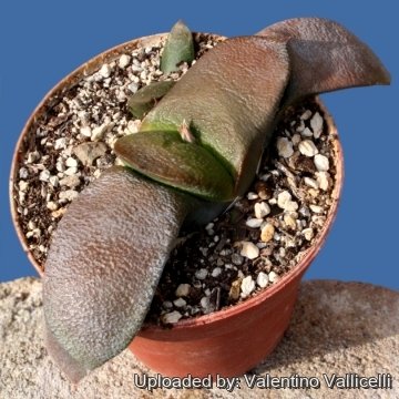 15490 valentino Valentino Vallicelli