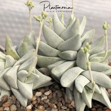 30568 plantemania © Plantemania