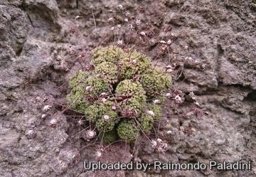 28988 RapCactus Raimondo Paladini