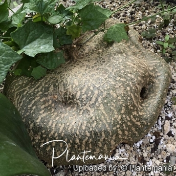 30783 plantemania © Plantemania