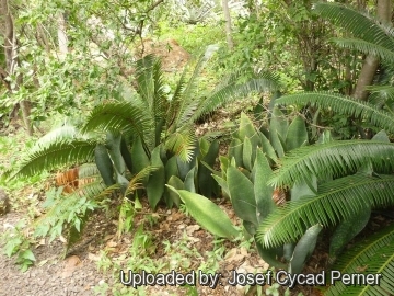 25268 josef Josef Cycad Perner 