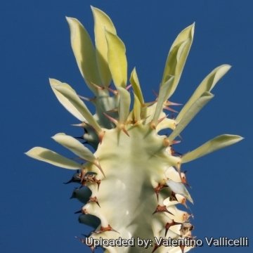 7390 valentino Valentino Vallicelli