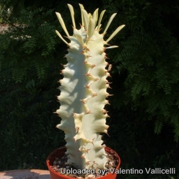 7391 valentino Valentino Vallicelli