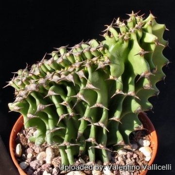 15403 valentino Valentino Vallicelli