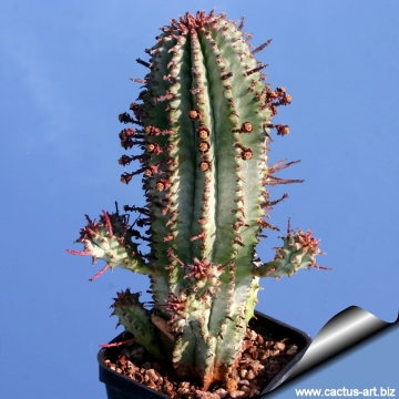 15982 cactus-art Cactus Art