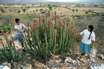 19806 agrawal K.k. Agrawal 