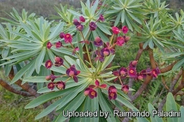 28985 RapCactus Raimondo Paladini