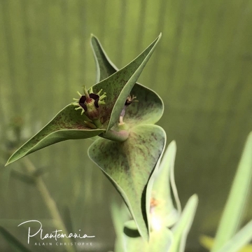 30586 plantemania © Plantemania