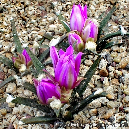 This species start flowering when still young.