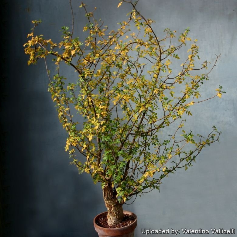 Bursera fagaroides ( Fragrant Elephant Tree )