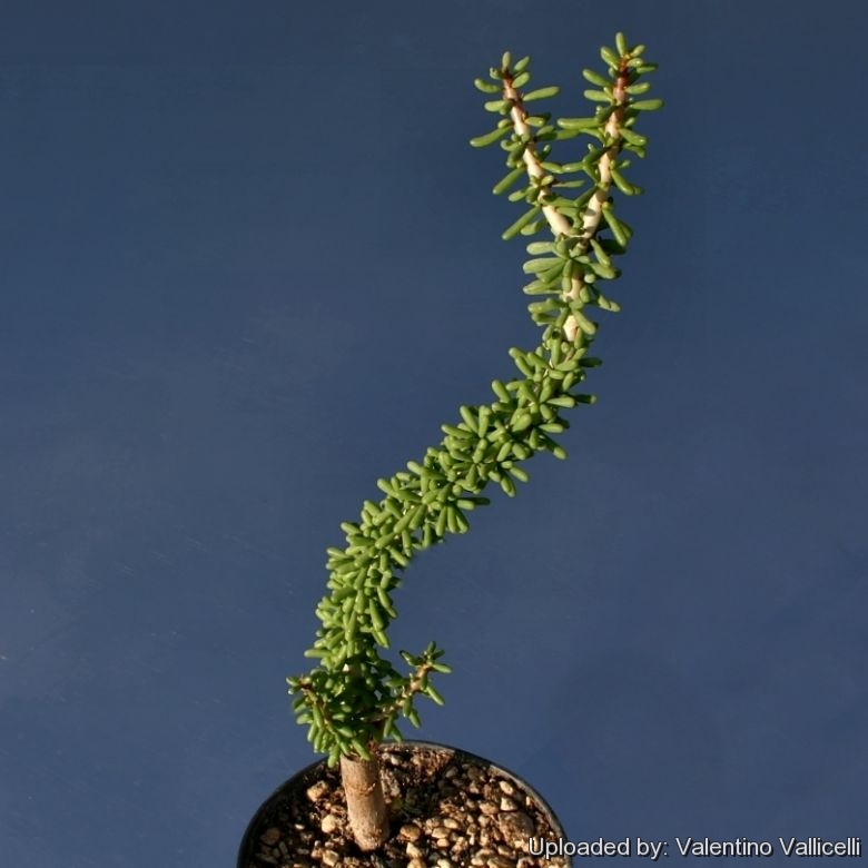 Portulacaria afra is usually grown grafted on Portulacaria afra