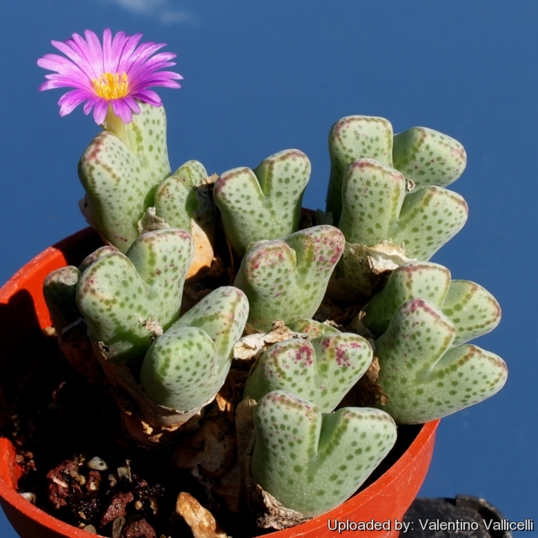 SB632 Smorenskadu, Springbok, Little Namaqualand, North-West Cape Province, South Africa.