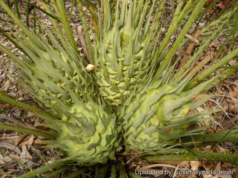 Macrozamia reidlei at Kings Park, Perth W.A. (Australia) Oct 2009.