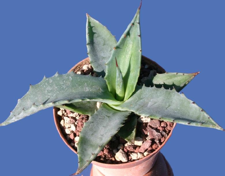 Agave scabra