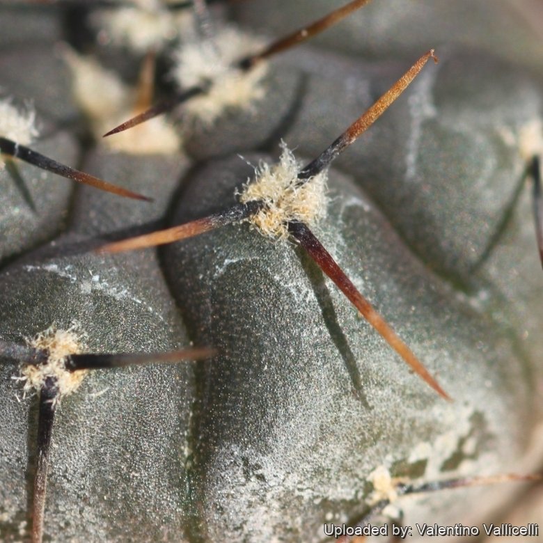 Gymnocalycium esperanzae
