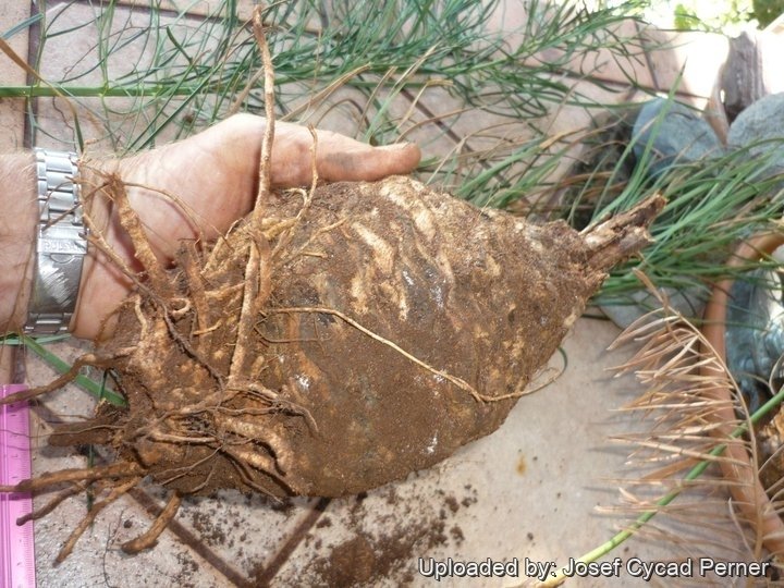 pht_25456_l.jpg