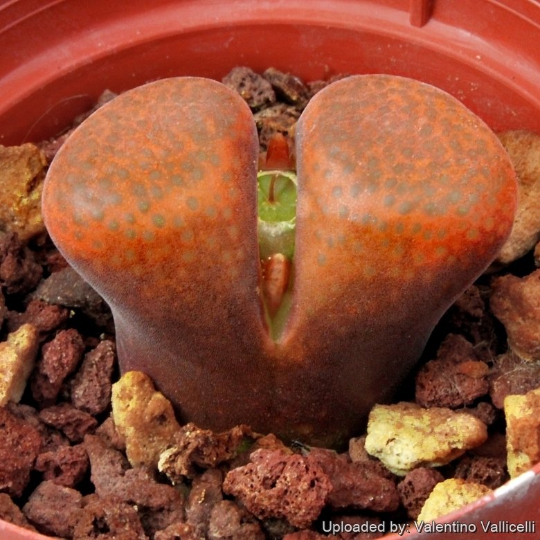 ・:*☆。Conophytum 'cinereo-viride'・:*☆。 Conophytum sp. nov. aff. verrucosum CM142 Sidi Barani