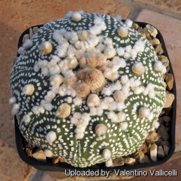 Astrophytum asterias cv. Ekubo Kabuto