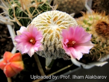 Mammillaria pectinifera f. monstruosa