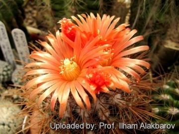 Parodia andreae