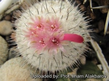 Epithelantha micromeris subs. unguispina