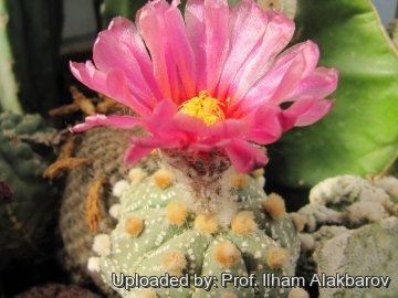Astrophytum asterias cv. Akabana