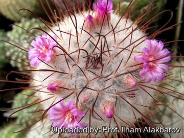 Mammillaria bombycina