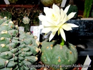 Matucana madisoniorum f. albiflora