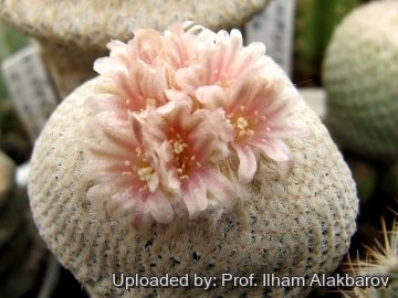 Epithelantha bokei