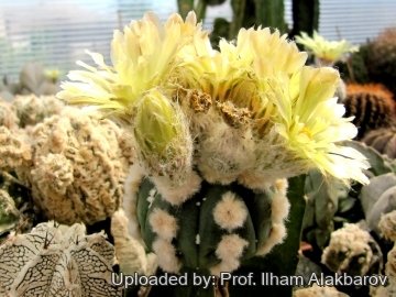 Astrophytum asterias cv. Superkabuto + Ooibo