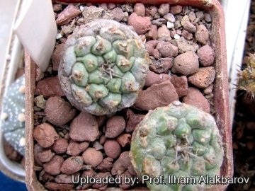 Strombocactus corregidorae