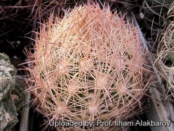 Echinomastus unguispinus subs. durangensis