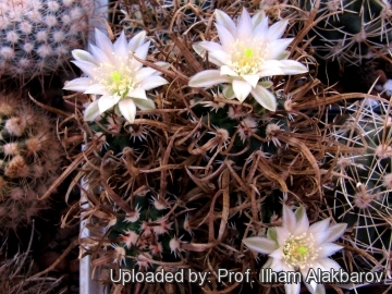 Sclerocactus papyracanthus