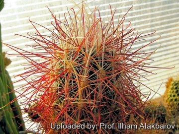 Sclerocactus polyancistrus