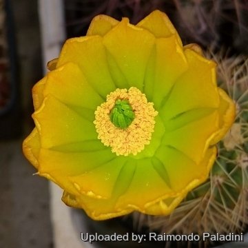 Echinocereus coccineus