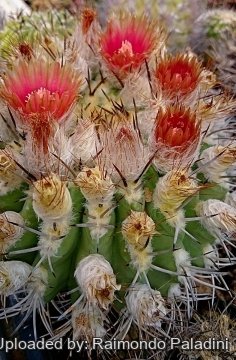 Eriosyce rodentiophila subs. fleischeriana