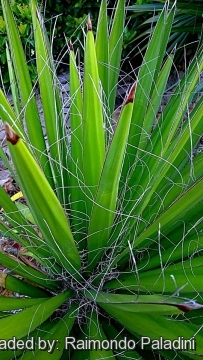 Yucca carnerosana