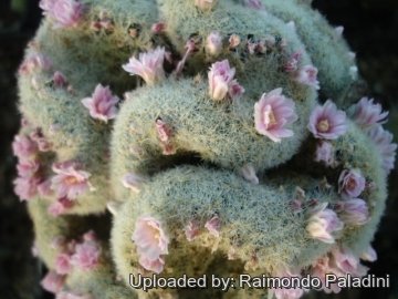 Mammillaria schiedeana subs. giselae f. cristata