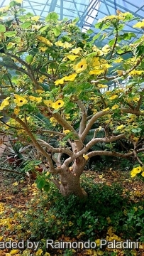 Uncarina grandidieri