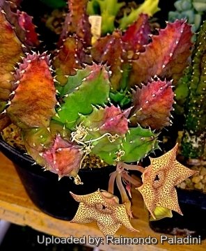 Huernia brevirostris var. parvipuncta
