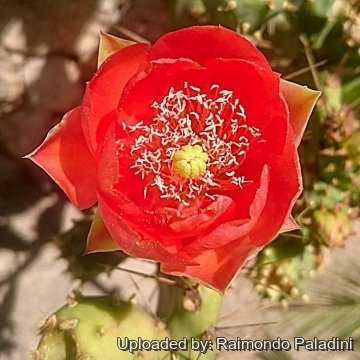 Opuntia bergeriana
